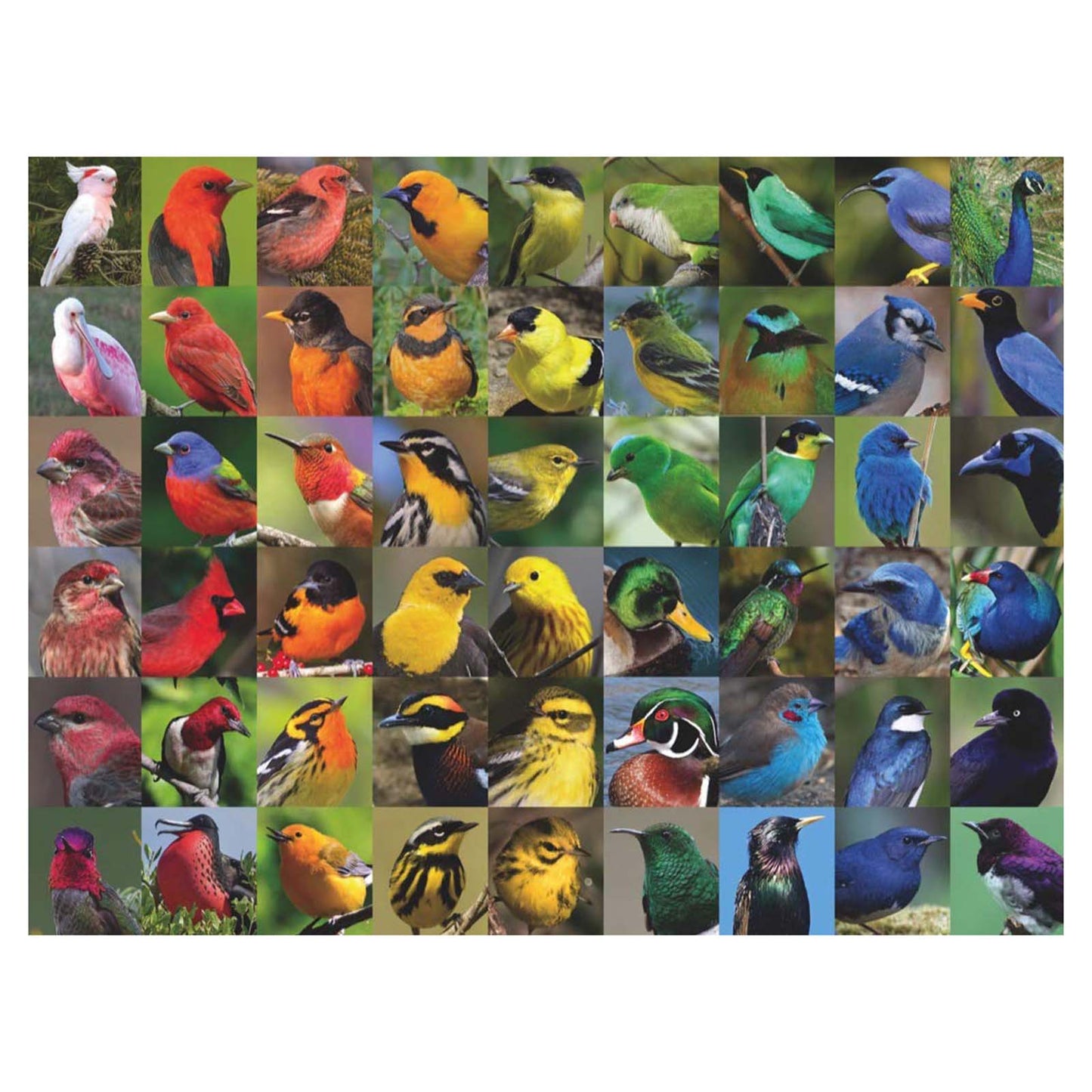 New York Puzzle Rainbow Of Birds 1000 Piece Jigsaw Puzzle