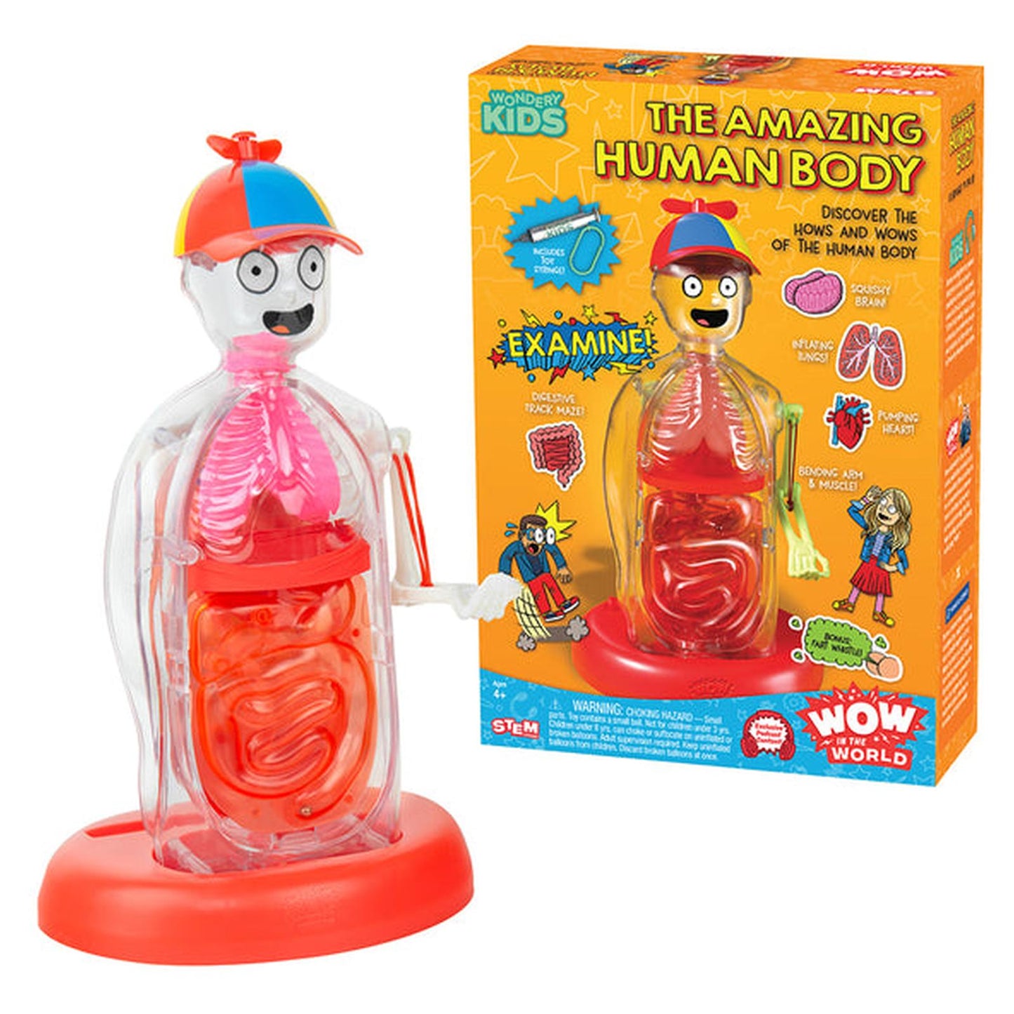 Thames And Kosmos Wondery Kids The Amazing Human Body Anatomical Model